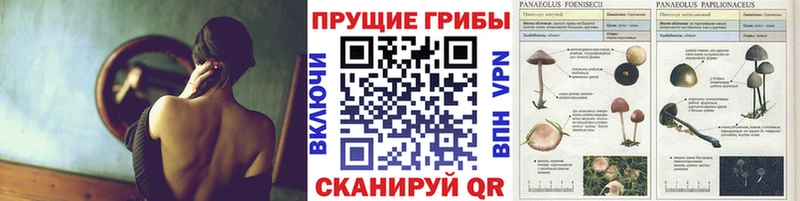 Галлюциногенные грибы Cubensis  что такое   Тотьма 